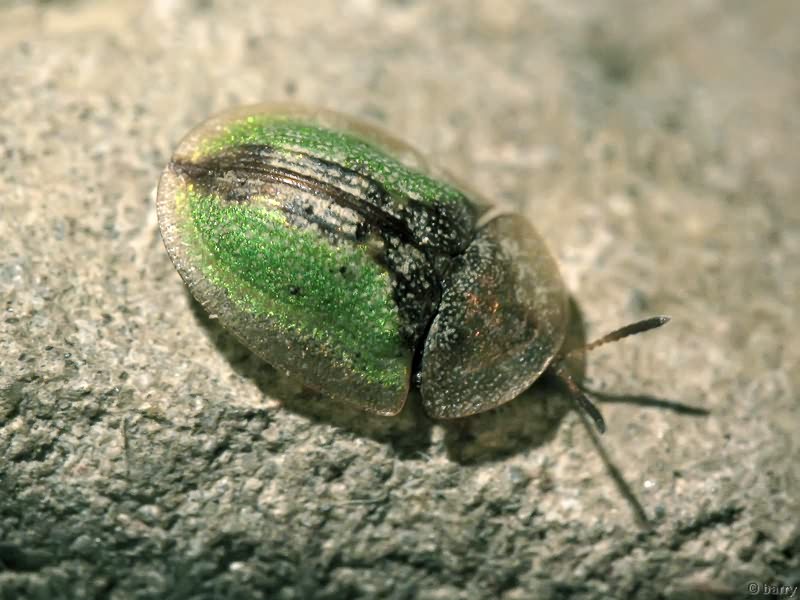 Cassida (Cassida) vibex Linnaeus, 1767